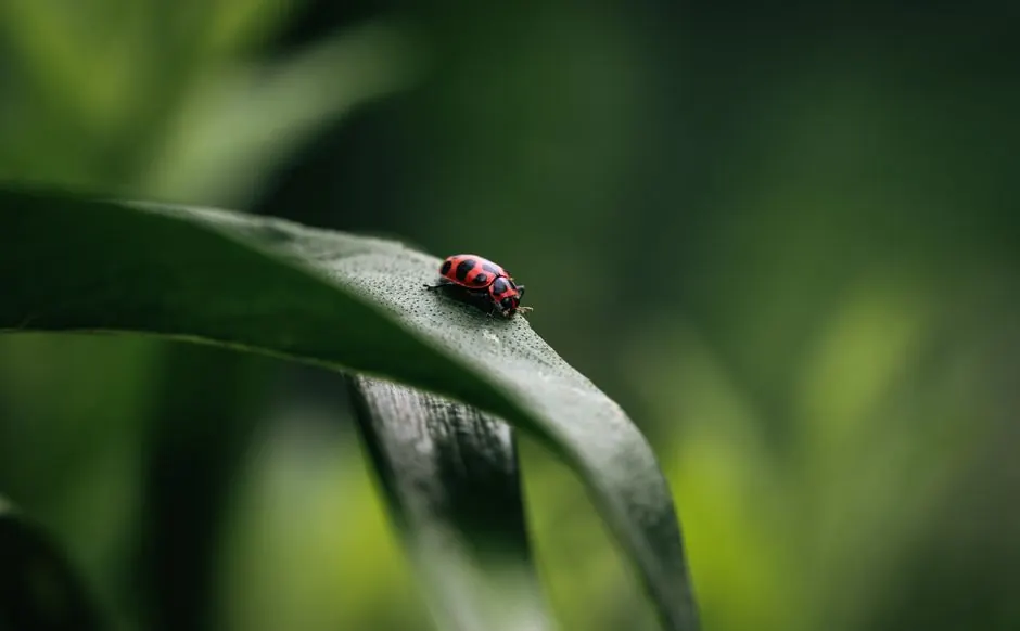 Macro shot of a ladybug perched on a leaf amidst lush green foliage.
